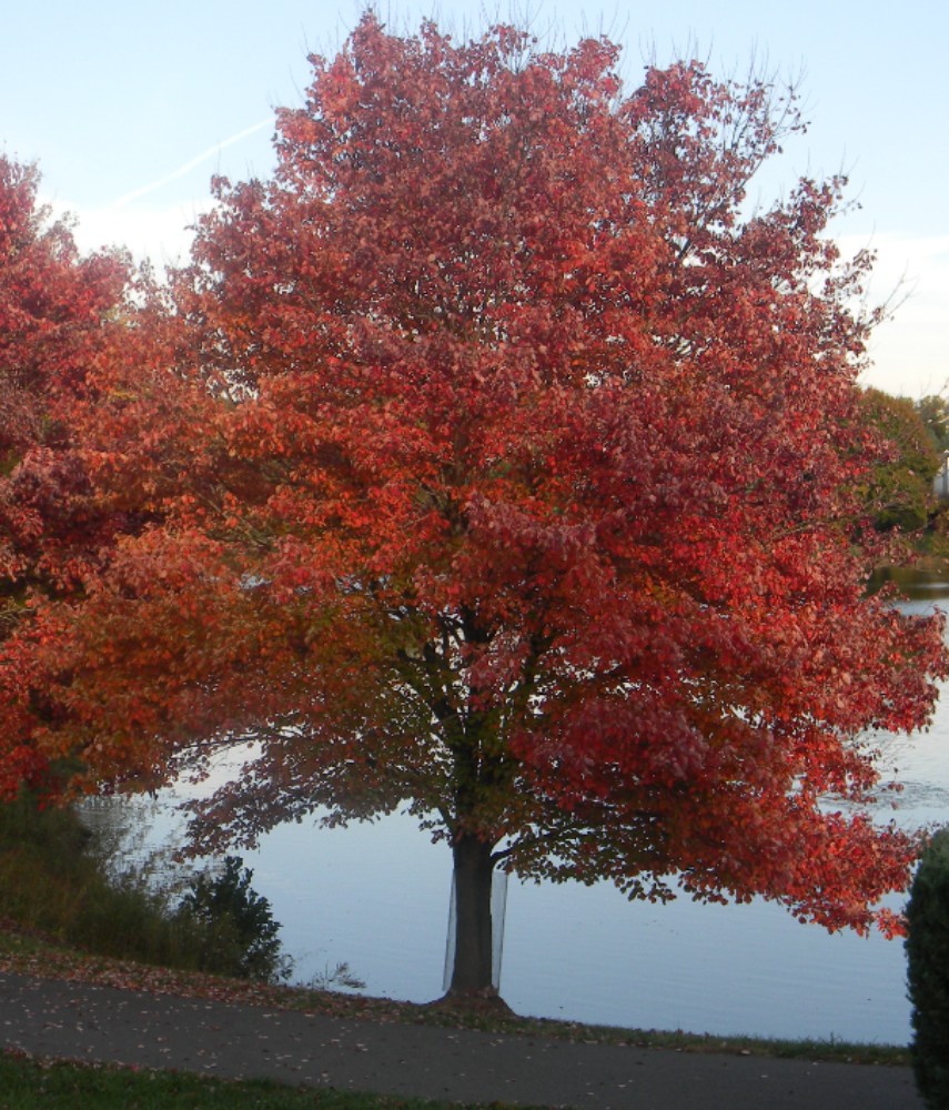 red_maple_2